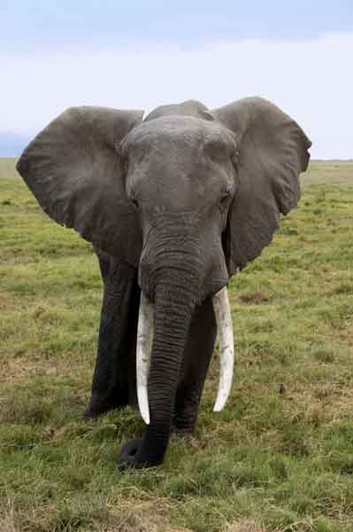 Elefante - parque nacional de Amboseli - Kenia 1.jpg
